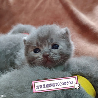 ���Ƕ���������Ӵ