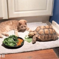 ̫���ˣ�è�俴���ڹ�Զ��������ſ��ž�Ȼ˯����