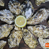 ڼҾͿԳԵ֭򺣬óԣ