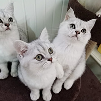 ���Ƽ����׵ĳ���ҽԺ��ҽ����è��������