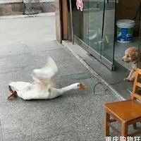 �����������ſ�Ų�����ʼ�Nɪ������"��������"��ȴ�����˿Ӳ�
