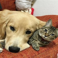 ��ḛ̈˯˭���в��ѣ����껨èȴ���ԣ���ʩ��������Թ���