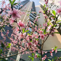 ֪ù飬ٰ϶ơСˡ