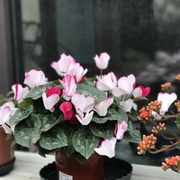 ����ʢ���գ����͵���ʱ�����ɿ���