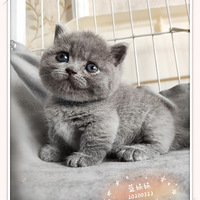 ���շݵİ��ű�������