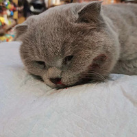 �Ⱦ���ֻ��������è