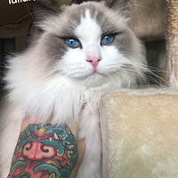 ����תת �Ҽ����4ֻ��żè
