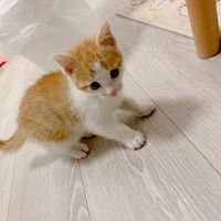 �ɰ�����Сè������