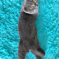 �Ҽ�Խ��Խ�ŷ����ҵ�2ֻè