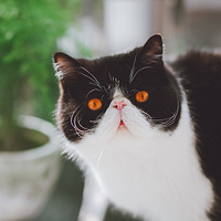 ��Һã��ҽС��������