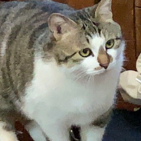 ��һ�η�������һ���Ҽ�è����