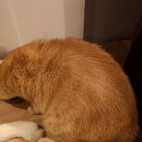 �Һ�����ҵ���è��޶ͺ�ˡ���