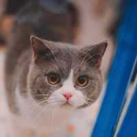 ��è���ʹ��  ������ ������