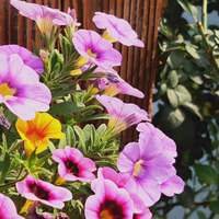 �ҼҰ��ƴ�ĵض��������Ҵ������ˡ���