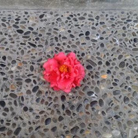 ��������5���ſ��յ������׵�ץ����ŷ��֣���Ľ�߾���һֻè��