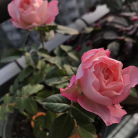 һ������Ϊ��æ��2020����̨������