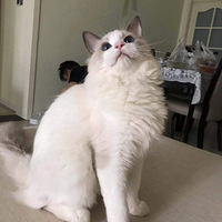 ���Ҽ�ë�����Ҹ�Сϱ����
