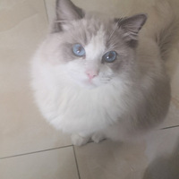 ���Ҽ�ë�����Ҹ�Сϱ����