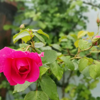 ��ô�о����껨�ڳٵ���ѽ����