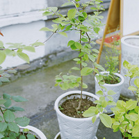 ����С��԰��2020����̨������