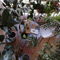 һľ��������ľ���֣���ľ��ɭ��2020����̨������