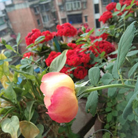ɹɹ�Ұ��ֵ��¼���˳����������