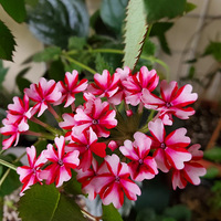���۵���Ů�����һ�������