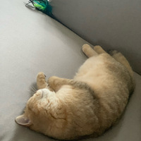 һ���������ĵ����� �Ҽ�è����ʧȥ�����ĵ���