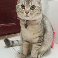 �Ҽ�è�䶹��������һ��