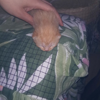 �����м�ļӷ�������ֻ���������Ԥ����