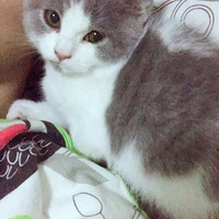 �Ҿ��ǵ���������ҫ���Ҽҵķʷ�è