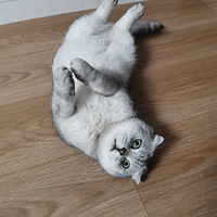 ɹɹ�������ֻС�������������湺��