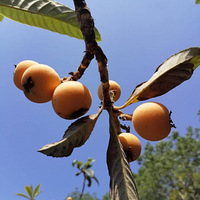 ���˻���