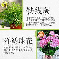 ��֪����Щֲ���ʺϷſ�������Щ�ʺϷ�������