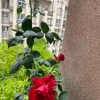 ������¼������ˣ���̨������������