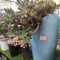 �����ϴ�����У�����˽�����