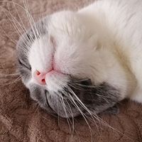 һֻè����һ�ڿ���ʱ�⡫