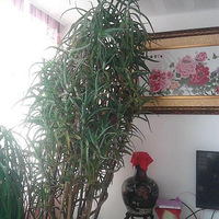 ��Щ��ֲ�ɾ�����«������30�꣬�걳��20��......