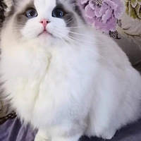 �����ҼҲ�żè�����ǳɳ�����
