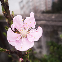 ���ޱȰ�ӥ���ջ𣬷��������������飡
