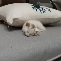 ����è��