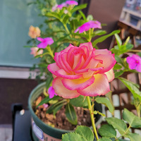 �˼��̻�ζ���������