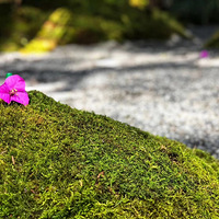 ��԰����