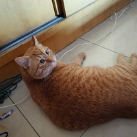 �����è̫��Ƥ�ˣ�װ����������������