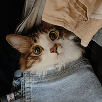 ��һ�θ����Ǽ�è�俪���ӣ����������ʸ���