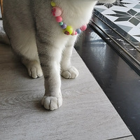 �𡰵���ר�������鴫�������������Сʱ�㶨
