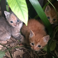����һ����һ������������ϣ��ȴ����ǵİҰ�����