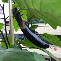 ˭˵�ֲ˱����Ҫ��Ժ�ӣ�һ������Ҳ���ֳ�������