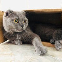 ���Ǿ����Լ��ǳ����޵е�С������ֽ������Խ˯ԽС