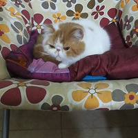 �ʷʵļӷ�è��